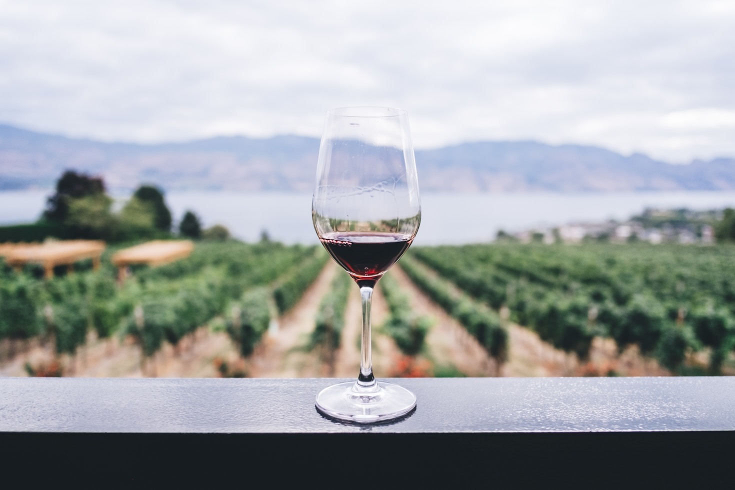 Como Escolher o Vinho Perfeito para Cada Ocasião
