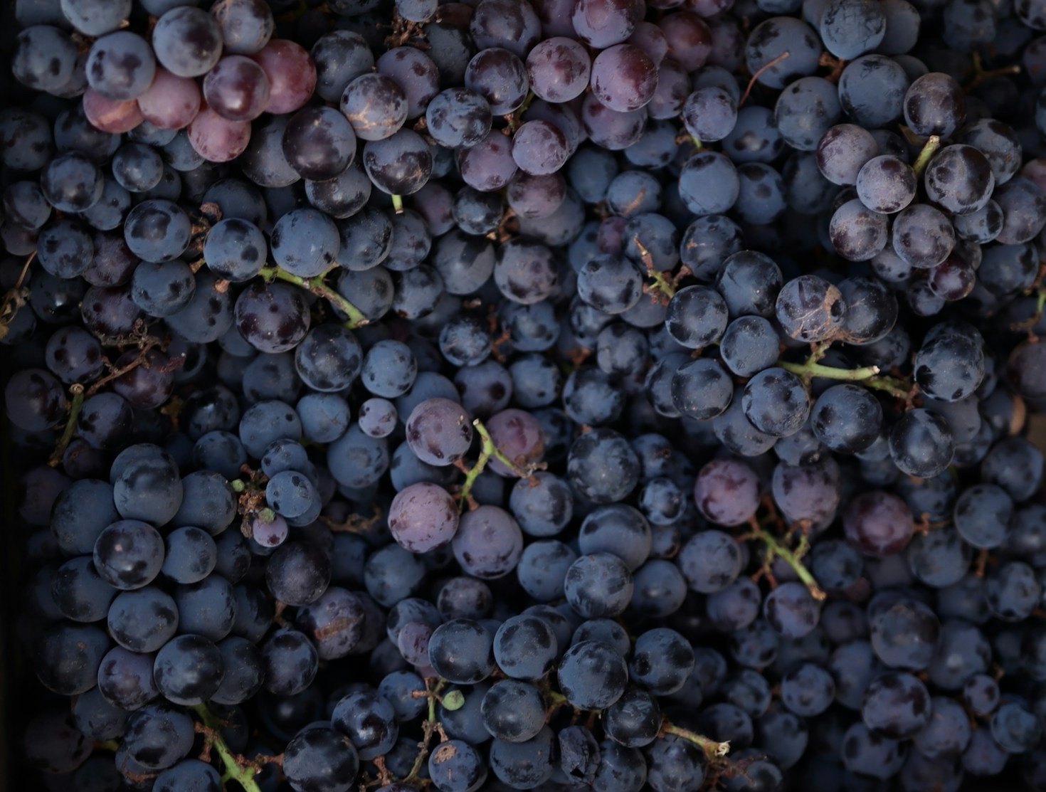 Os Benefícios do Vinho para a Saúde